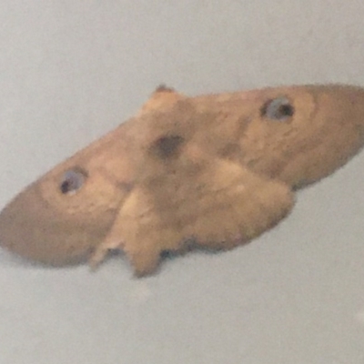 Dasypodia selenophora (Southern old lady moth) at Lyneham, ACT - 26 Nov 2020 by Ned_Johnston