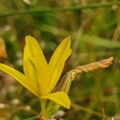 Tricoryne elatior (Yellow Rush Lily) at Gundaroo, NSW - 2 Dec 2020 by Gunyijan