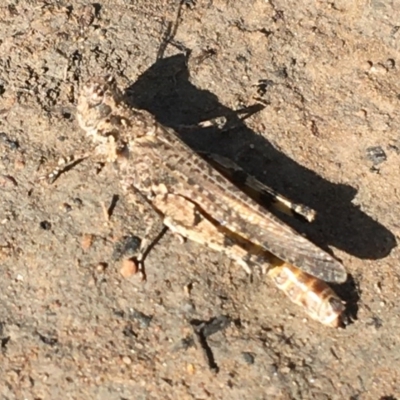 Pycnostictus seriatus (Common Bandwing) at O'Connor, ACT - 25 Nov 2020 by NedJohnston