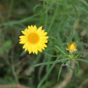 Xerochrysum viscosum at Gundaroo, NSW - 2 Dec 2020