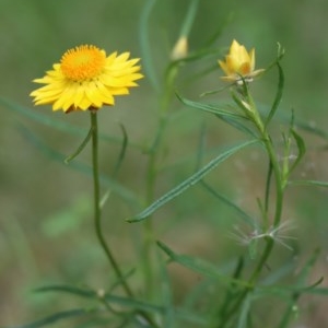 Xerochrysum viscosum at Gundaroo, NSW - 2 Dec 2020 05:31 PM