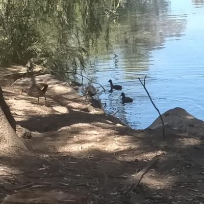 Gallinula tenebrosa (Dusky Moorhen) at Sullivans Creek, Acton - 4 Dec 2020 by coatesj