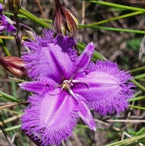 Thysanotus tuberosus subsp. tuberosus at Gundaroo, NSW - 4 Dec 2020
