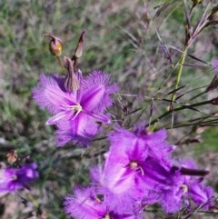 Thysanotus tuberosus subsp. tuberosus at Gundaroo, NSW - 4 Dec 2020 12:19 PM