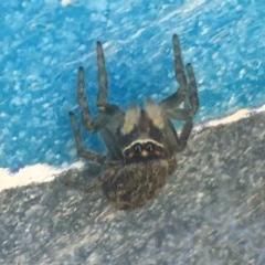 Maratus griseus (Jumping spider) at Lyneham, ACT - 20 Nov 2020 by NedJohnston