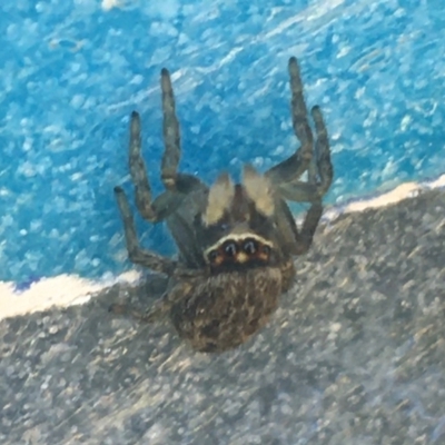 Maratus griseus (Jumping spider) at Lyneham, ACT - 20 Nov 2020 by NedJohnston