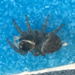 Maratus griseus at Lyneham, ACT - suppressed