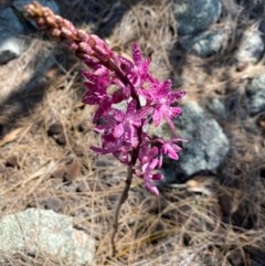 Dipodium punctatum (Blotched Hyacinth Orchid) at Rob Roy Range - 4 Dec 2020 by Shazw