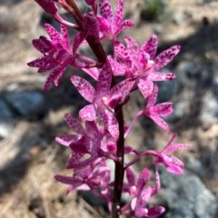 Dipodium punctatum at Tuggeranong DC, ACT - suppressed