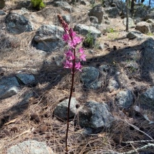 Dipodium punctatum at Tuggeranong DC, ACT - suppressed