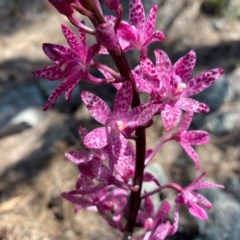 Dipodium punctatum at Tuggeranong DC, ACT - 4 Dec 2020