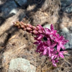 Dipodium punctatum at Tuggeranong DC, ACT - suppressed