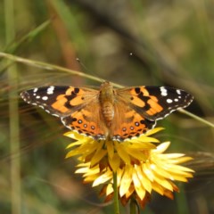 Vanessa kershawi (Australian Painted Lady) at Kambah, ACT - 3 Dec 2020 by MatthewFrawley