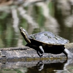 Emydura macquarii (Macquarie Turtle) at Jerrabomberra Wetlands - 3 Dec 2020 by davidcunninghamwildlife