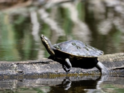 Emydura macquarii (Macquarie Turtle) at Fyshwick, ACT - 3 Dec 2020 by davidcunninghamwildlife