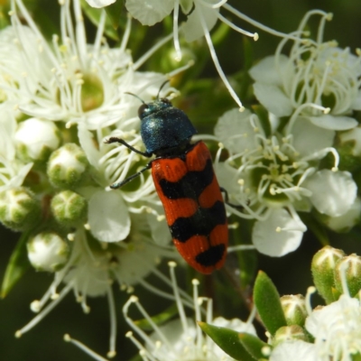 Castiarina crenata (Jewel beetle) at Mount Taylor - 3 Dec 2020 by MatthewFrawley
