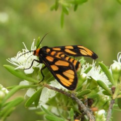 Amata nr aperta (Pale Spotted Tiger Moth) at Kambah, ACT - 3 Dec 2020 by MatthewFrawley
