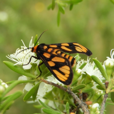 Amata nr aperta (Pale Spotted Tiger Moth) at Mount Taylor - 3 Dec 2020 by MatthewFrawley