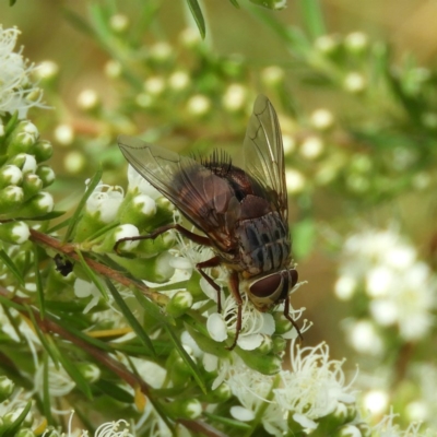 Rutilia (Donovanius) sp. (genus & subgenus) (A Bristle Fly) at Kambah, ACT - 3 Dec 2020 by MatthewFrawley