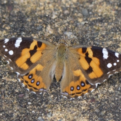 Vanessa kershawi (Australian Painted Lady) at Wingecarribee Local Government Area - 1 Dec 2020 by Curiosity