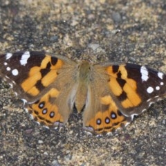 Vanessa kershawi (Australian Painted Lady) at Wingecarribee Local Government Area - 1 Dec 2020 by Curiosity