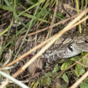 Amphibolurus muricatus at Tennent, ACT - 2 Dec 2020