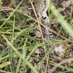 Amphibolurus muricatus at Tennent, ACT - 2 Dec 2020