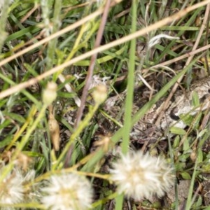 Amphibolurus muricatus at Tennent, ACT - 2 Dec 2020