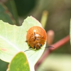 Paropsisterna cloelia (Eucalyptus variegated beetle) at Aranda Bushland - 4 Dec 2020 by Roger