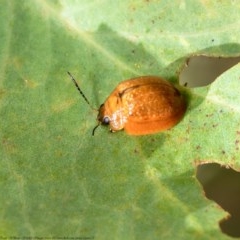 Paropsisterna cloelia at Holt, ACT - 4 Dec 2020 12:42 PM