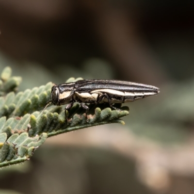 Agrilus hypoleucus (Hypoleucus jewel beetle) at Aranda Bushland - 4 Dec 2020 by Roger