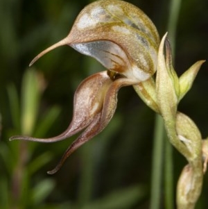 Oligochaetochilus hamatus at Tennent, ACT - suppressed