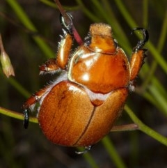 Anoplognathus sp. (genus) (Unidentified Christmas beetle) at Rendezvous Creek, ACT - 2 Dec 2020 by DerekC