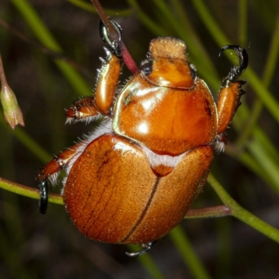 Anoplognathus sp. (genus) (Unidentified Christmas beetle) at Namadgi National Park - 2 Dec 2020 by DerekC