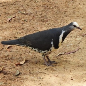 Leucosarcia melanoleuca at Cotter River, ACT - 4 Dec 2020