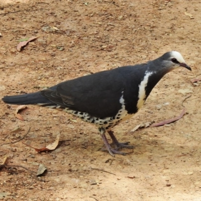 Leucosarcia melanoleuca (Wonga Pigeon) at Namadgi National Park - 4 Dec 2020 by JohnBundock