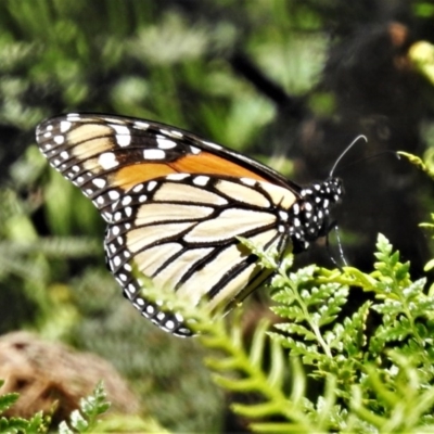 Danaus plexippus (Monarch) at Uriarra, NSW - 4 Dec 2020 by JohnBundock
