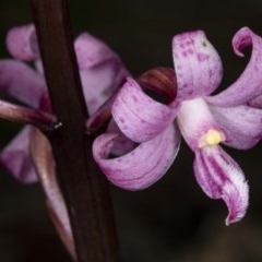 Dipodium roseum (Rosy Hyacinth Orchid) at Booth, ACT - 26 Nov 2020 by DerekC