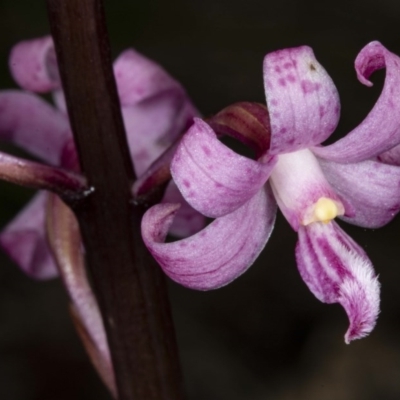 Dipodium roseum (Rosy Hyacinth Orchid) at Booth, ACT - 27 Nov 2020 by DerekC