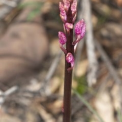 Dipodium roseum at Booth, ACT - 27 Nov 2020