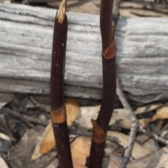 Dipodium roseum at Booth, ACT - suppressed
