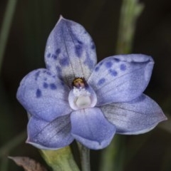 Thelymitra juncifolia (Dotted Sun Orchid) at Mount Clear, ACT - 27 Nov 2020 by DerekC