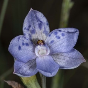 Thelymitra juncifolia at Mount Clear, ACT - suppressed