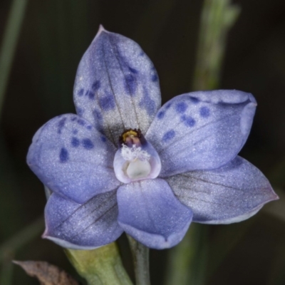 Thelymitra juncifolia (Dotted Sun Orchid) at Mount Clear, ACT - 27 Nov 2020 by DerekC