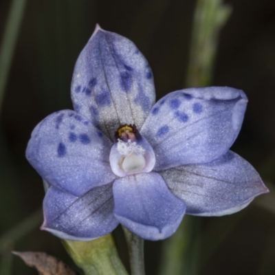 Thelymitra juncifolia (Dotted Sun Orchid) at Namadgi National Park - 27 Nov 2020 by DerekC