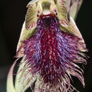 Calochilus platychilus at Booth, ACT - 24 Nov 2020