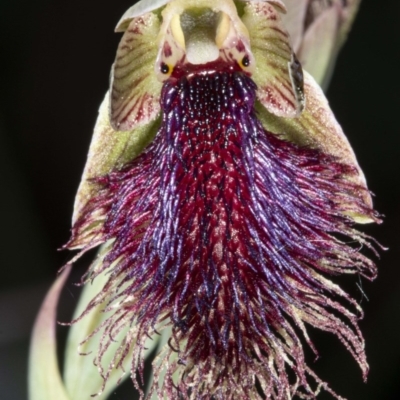 Calochilus platychilus (Purple Beard Orchid) at Booth, ACT - 24 Nov 2020 by DerekC
