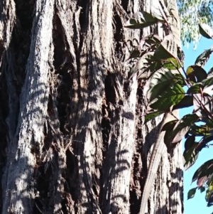 Varanus varius at Gundaroo, NSW - 4 Dec 2020