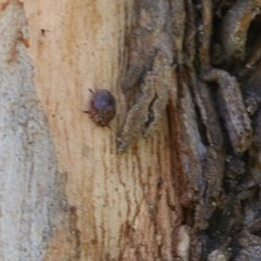 Trachymela sp. (genus) (Brown button beetle) at Wodonga - 3 Dec 2020 by KylieWaldon