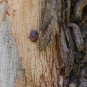 Trachymela sp. (genus) at Wodonga, VIC - 4 Dec 2020